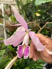 Orchid hybrid flask for sale  Richland