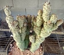 Tephrocactus articulatus strob for sale  North Las Vegas