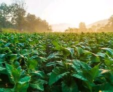 000 graines tabac d'occasion  Cahors