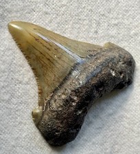 Low country fossil for sale  Baltimore