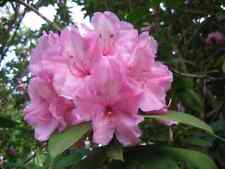 Large rhododendron alice for sale  BALLYMENA