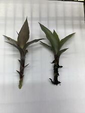 Cryptanthus earth star for sale  High Ridge