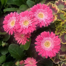 Gerbera sweet memories for sale Gerbera sweet memories for sale  LLANDYSUL