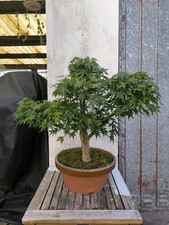 yamadori bonsai gebraucht kaufen yamadori bonsai gebraucht kaufen Braunschweig