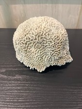 Fossilized brain coral for sale  Palm Bay