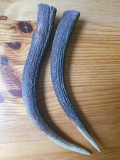 Geweihspitzen abwurfstangen hi gebraucht kaufen  Deutschland