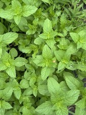 Usado, Mojito hortelã, tomilho, chocolate hortelã, lavanda, alecrim planta viva não transgênica comprar usado  Enviando para Brazil