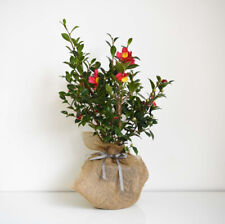 Camellia yuletide gift for sale  IPSWICH