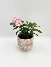 Adenium obesum desert for sale  LONDON