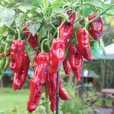 Füszerpaprika füszer csipös gebraucht kaufen  Bayreuth