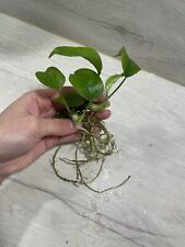 Monstera minima tetrasperma gebraucht kaufen  Darmstadt