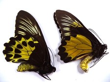Farfalle ornitotteri non usato  Spedire a Italy