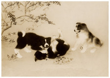 Akita puppies play for sale  COLEFORD