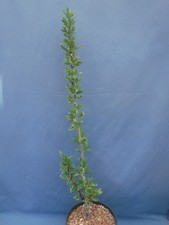 Ocotillo fouquieria splendens for sale  Tucson