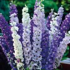 Delphinium plugs perennial for sale  IPSWICH