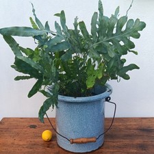 Charming vintage french for sale  GUILDFORD