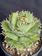 Agave oteroi filigree for sale  Goleta