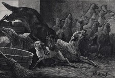 Wolf attacks sheep for sale  Lake Villa