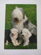 Bobtail hündin welpen gebraucht kaufen  Borna