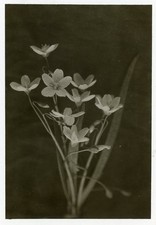 Antique rppc real for sale  Deming