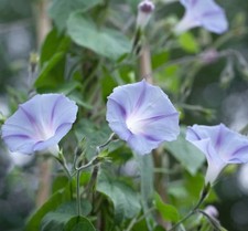 Morning glory light for sale  SALE