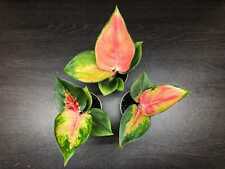 Aglaonema red dragon for sale  UK