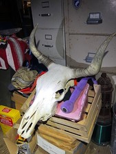 Decorative authentic steer for sale  Clermont