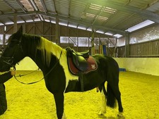 tekna sattel gebraucht kaufen tekna sattel gebraucht kaufen  Bad Kreuznach