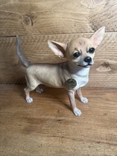 Large leonardo chihuahua for sale  AYLESFORD