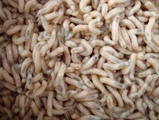 Maggots caster for sale  COLCHESTER
