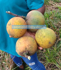 Fresh seeds platonia d'occasion  France