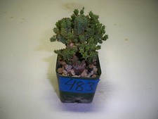 483 euphorbia horrida for sale  El Cajon