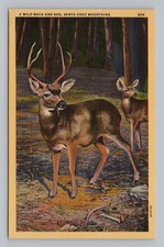 Postcard wild buck d'occasion  Expédié en Belgium