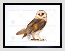 Barn owl alba for sale  Shipping to Ireland