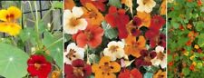 Nasturtium plug plants for sale  CAMELFORD