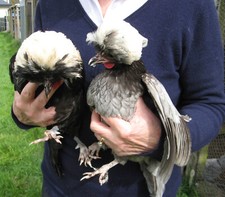 Oeufs fécondés hollandaises d'occasion  Lamballe