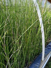 Helen horsetail rush for sale  Industry