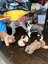 Beautiful collection dog for sale  Titusville