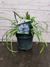 1.5l agapanthus blue for sale  HARLOW