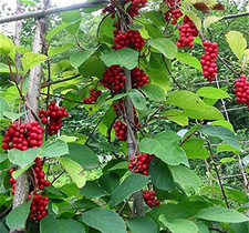 Chinese magnolia reben gebraucht kaufen Chinese magnolia reben gebraucht kaufen  Pfullingen