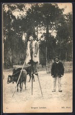 Old postcard bergers d'occasion  Expédié en Belgium
