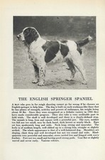 Springer spaniel custom for sale  Tampa