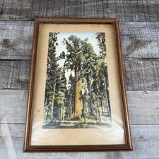Vintage tree picture for sale  Honolulu