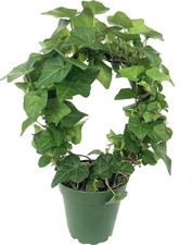 English ivy hoop for sale  USA