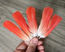 Rote vogelfeder papageienfeder gebraucht kaufen  Haarbach