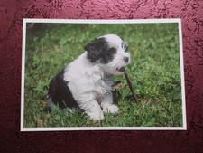 shih tzu hunde gebraucht kaufen shih tzu hunde gebraucht kaufen  Borna