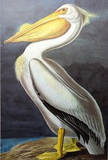 John james audubon for sale  Sahuarita