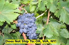 Autumn royal seedless for sale  Miami