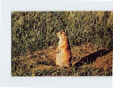 Cartão postal Prairie Dog Wind Cave National Park Black Hills Dakota do Sul EUA comprar usado  Enviando para Brazil