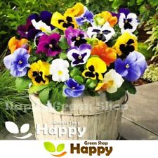 Pansy swiss giant for sale  DONCASTER